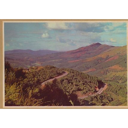 Tea Nursery Nurseries Tzaneen Teekwekery Naby South Africa Postcard