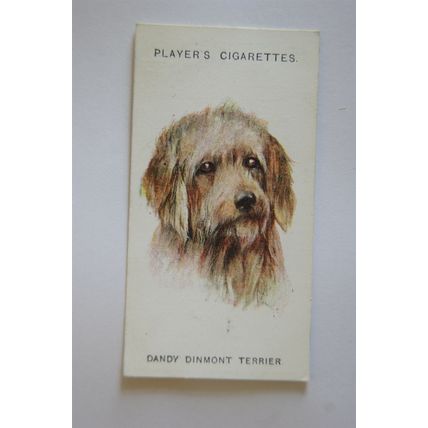1929 John Player & Sons Dogs Heads No. 40 Dandy Dinmont Terrier