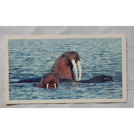 1988 Players Doncella The Living Ocean No. 28 Walrus