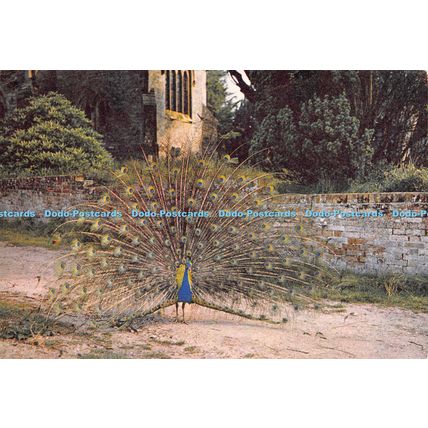 D022916 Brownsea Island. Peacock. Dixon. 1967