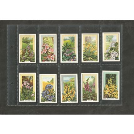 Cigarette Cards Gallaher Wild Flowers 1939 Full set of 48
