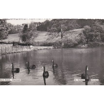 ED 120 CHARTWELL - BLACK SWANS . RP POSTCARD