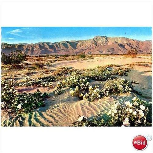1976 "Gardens of the Desert", Phoenix, Arizona