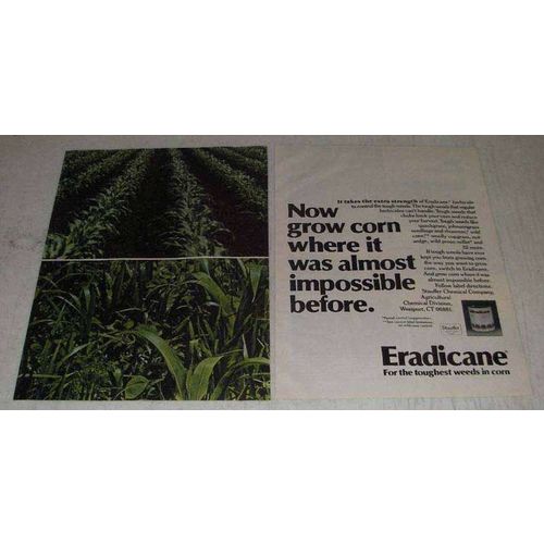 1982 Stauffer Eradicane Ad - Now Grow Corn