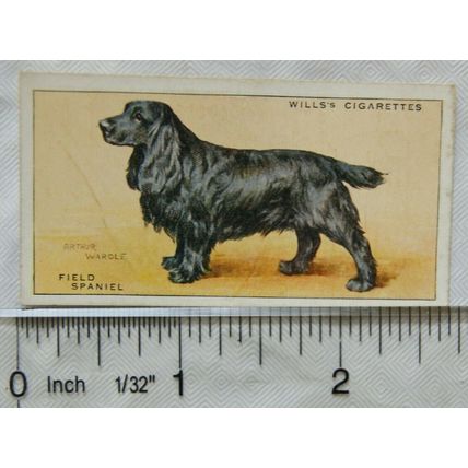 1937 Wills Dogs No. 34 Field Spaniel