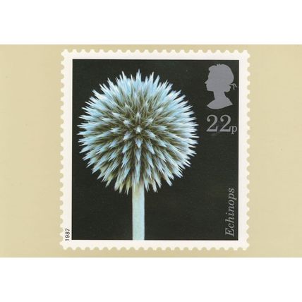 Echinops Flower Limited Edition Postcard