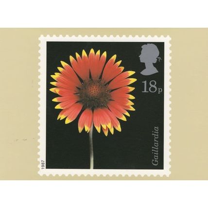 Gaillardia Flower Limited Edition Postcard