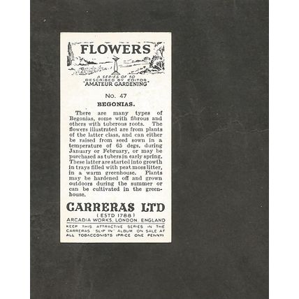 Cigarette Card Carreras Flowers 1936 #47 Begonias