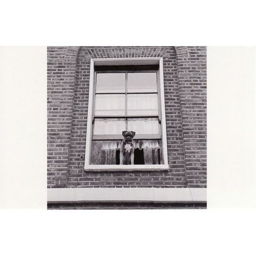 Postcard Boxer Dog Highbury Terrace Islington London Window 1964 John Gay