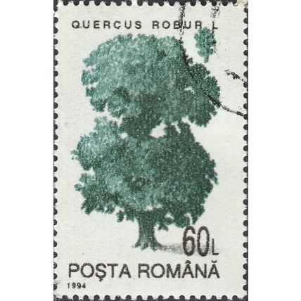 ROMANIA, TREE, Oak, Quercus robur, white 1994, 60L