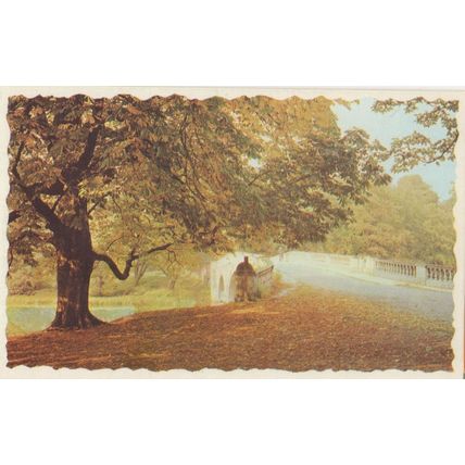Autumn Leaves at Clumber Park Nottingham Mansfield Postcard