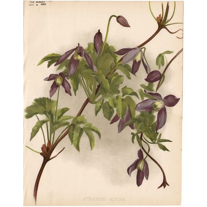 ATRAGENE ALPINA - CLEMATIS 1894 Guillaume Severeyns CHROMOLITHOGRAPH