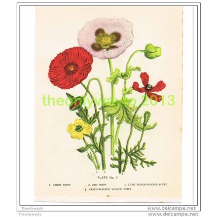 POPPIES, PLATE 3 FROM ANNUAL FOR BOYS & GIRLS, c1948