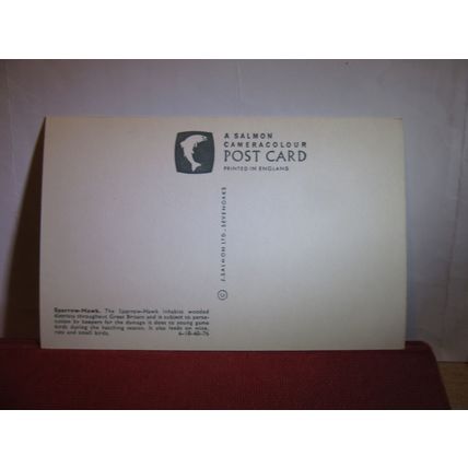 SPARROW-HAWK unused postcard by J Salmon birds animals =