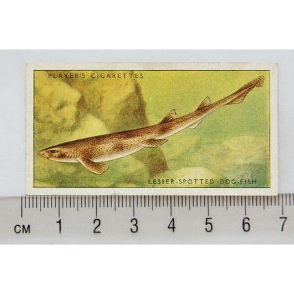 1935 Players Sea Fishes No. 4 Lesser-spotted Dog-Fish