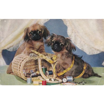 Dogs in Basket Postcard 1961 used VGC