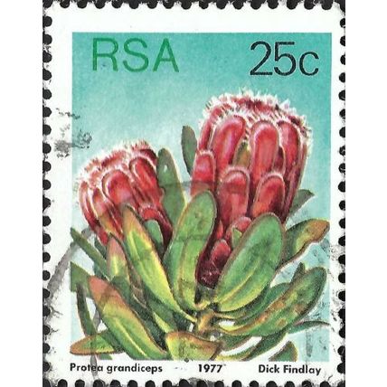 SOUTH AFRICA, FLOWER, Protea grandiceps, blue 1977, 25c