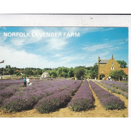 Heacham Norfolk Lavender Farm Postcard posted 1994 creased
