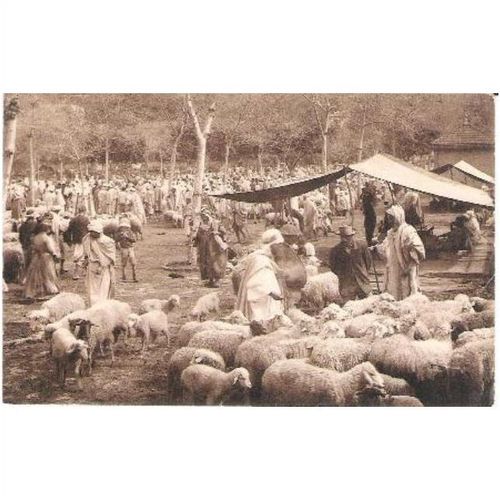 Algeria - Marche aux moutons / sheep market / ethnic - LL postcard c.1910