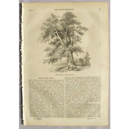 1842 The Penny Magazine No. 638 American Cheese, Plane tree, diamond carriers