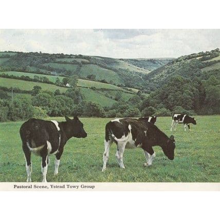 Ystrad Cows Cattle Farming Pastoral Welsh Scene 1970s Postcard
