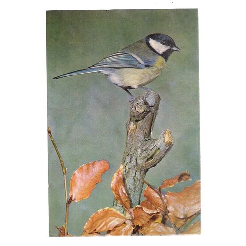 GREAT TIT, BIRD vintage unused postcard by J Arthur Dixon W.L. 6352 =