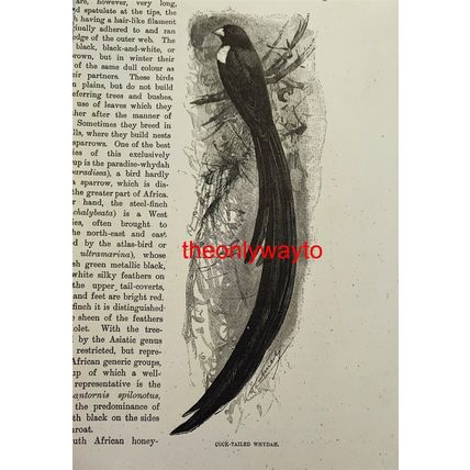 Cock Tailed Whydah, Book Illustration (Print), c1916