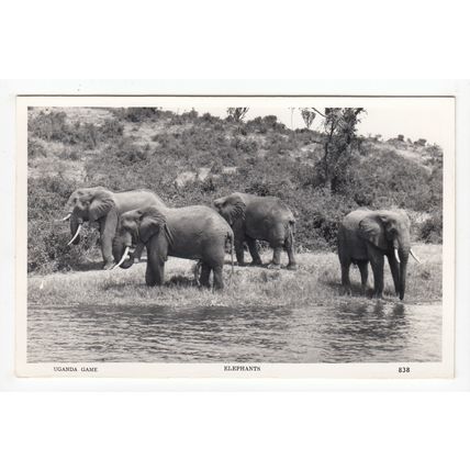 Elephants Uganda Postcard RP East Africa