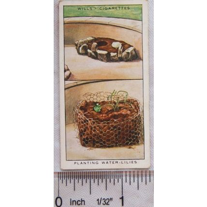 1938 Wills Garden Hints No. 6 Planting Water-lilies