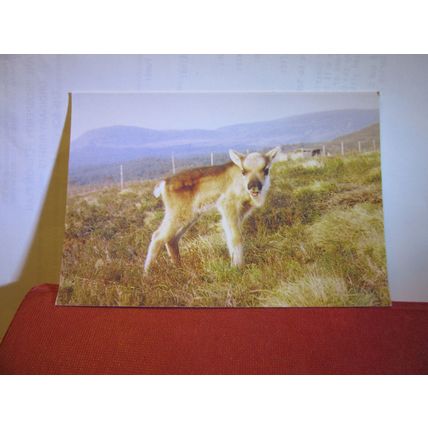 A REINDEER CALF, THE CAIRNGORM HERD, SCOTLAND unused postcard in 2000 #