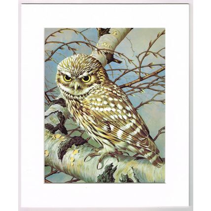 Little Owl Mounted Bird Picture Print Cream Mount 10 inch x 12 inch