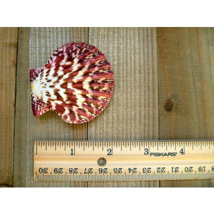 Royal Cloak Scallop Seashell 2" Red Purple Pecten Pallium
