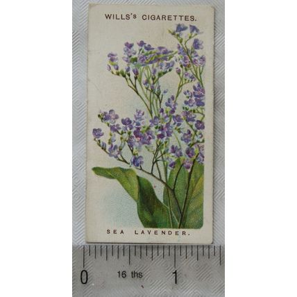 1913 Wills Old English Garden Flowers 2nd series No. 39 Sea Lavender