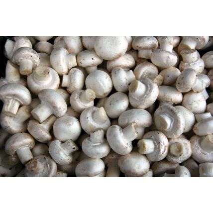 2 Pack Seeds Mushroom Button concentrated Mycelium Spawn Dried NEW*30g./1oz.