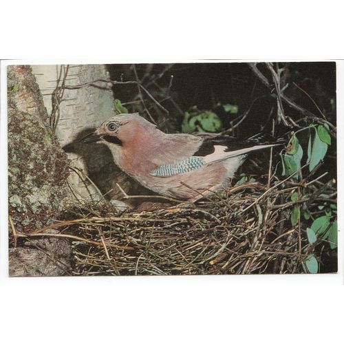 Jay J Salmon Ltd Bird Postcard 6464