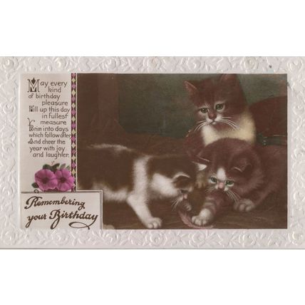 Kittens Cats Playing With Shoe Happy Birthday Real Photo Postcard