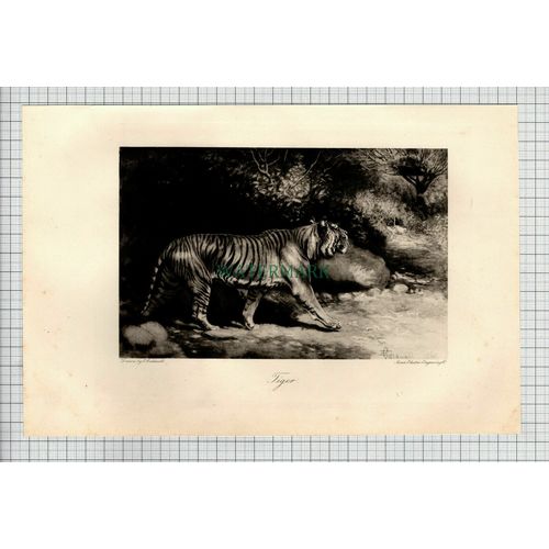 (4936) TIGER E Caldwell - 1898 Print
