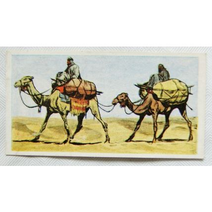 1961 Cooper's Tea card Transport through the ages No. 8 The Camel