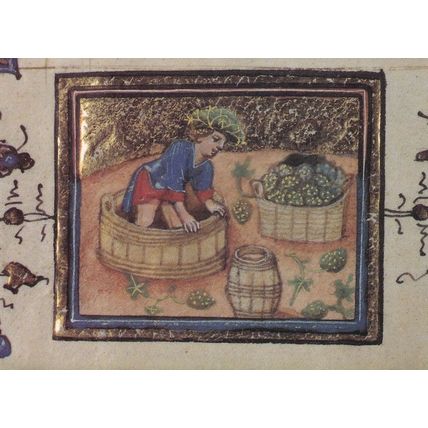 Treading Grapes Belgium Farming Flemish Medieval Book Postcard