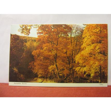 AUTUMN SCENE, FOREST OF DEAN unused postcard by Harvey Barton #