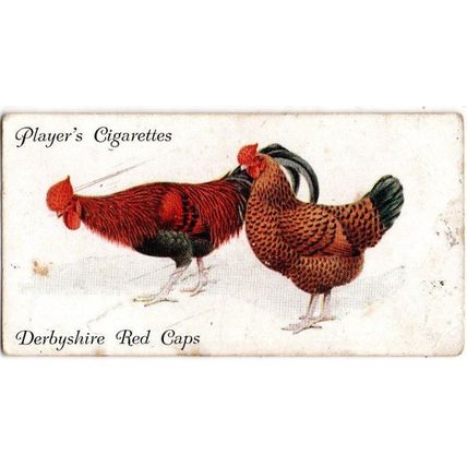 PLAYER'S CIGARETTE CARD POULTRY 1931 No. 11 DERBYSHIRE RED CAPS
