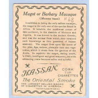 Tobacco Card ~ Company: American Tobacco Company Brand: Hassan Cork Tip Ci~68