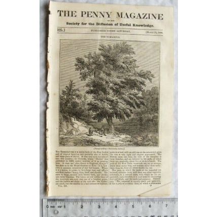 1834 The Penny Magazine No. 125 Halifax, Norwich, savages, Tamarind, music, etc.