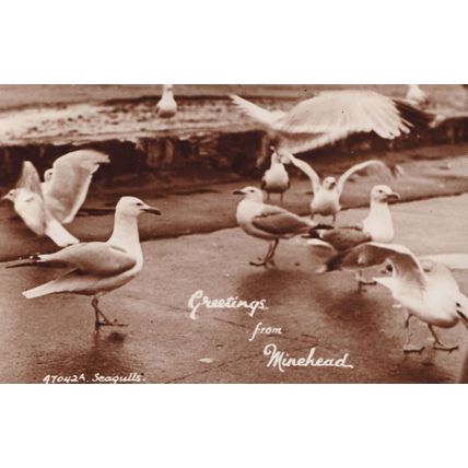 Greetings From Minehead Seagulls Antique RPC Postcard