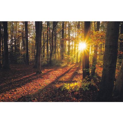 Colour Postcard - Autumn Woods