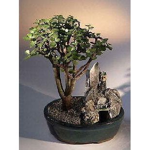 Baby Jade Bonsai TreeStone Landscape Scene(portulacaria afra)