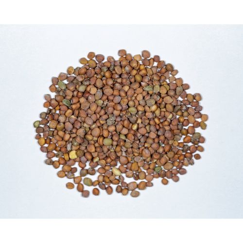 3.00g Heirloom French Breakfast Radish Seeds Non-GMO Summer Radish