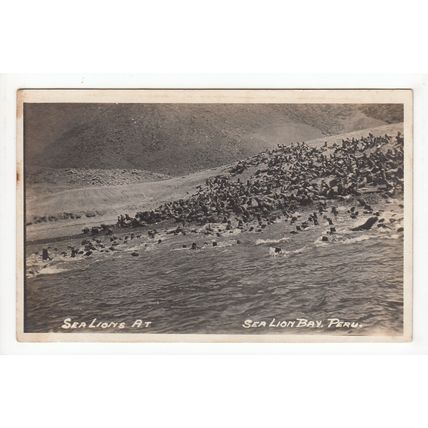 Sea Lion Bay Peru Postcard