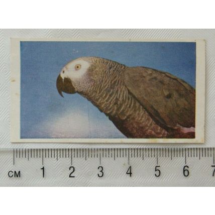 1962 Comet Sweets On Safari 2nd Series No. 50 African Grey Cockatoo