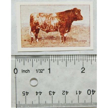 Jacobs Picture cards from History 16, Oxo, British Cattle No. 10 Shorthorn